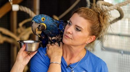 Video thumbnail: Animal Talk Bird Health