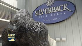Video thumbnail: Hey Virginia Silverback Distillery