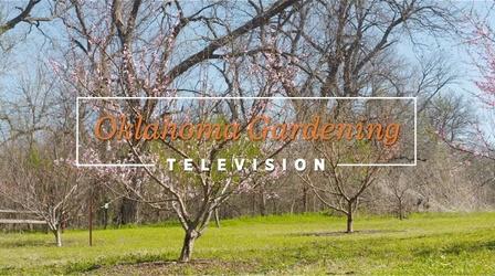 Video thumbnail: Oklahoma Gardening 4935: Oklahoma Gardening February 25, 2023
