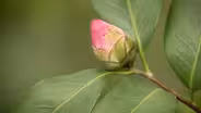 Phenology