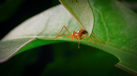 Video thumbnail: The Green Planet How Leaf Cutter Ants Feed a Killer Fungus