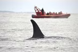 Dec. 22, 2020 - Opinion: Whale watching isn’t killing orcas