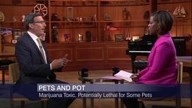 Video thumbnail: Chicago Tonight Pot Makes Pets Sick, Says Veterinary Group