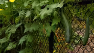 Luffa Garden