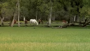 Wild Horse Refuge