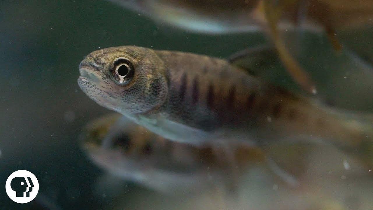 Deep Look, Archerfish SaysI Spit in Your Face!, Season 4, Episode 3