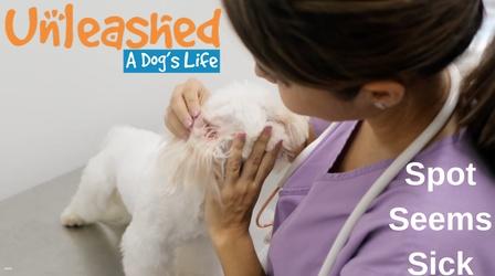 Video thumbnail: Unleashed: A Dog's Life Spot Seems Sick