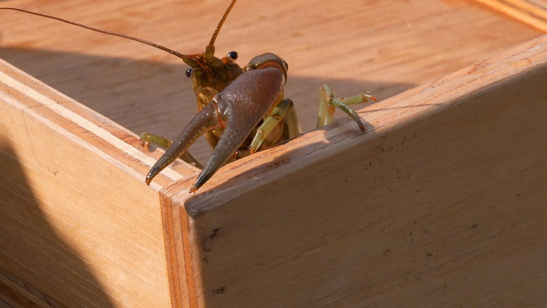 Ridding the North of Rusties