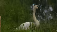 Trumpeters in Tamarac