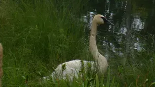 Trumpeters in Tamarac