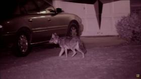 Video thumbnail: Chicago Tonight Why Are Coyotes Thriving in the Chicago Area?