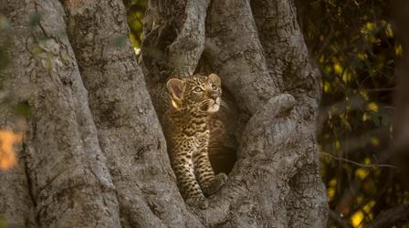 Video thumbnail: Nature The Leopard Legacy