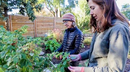 Video thumbnail: Modern Gardener Growing Raspberries in Utah