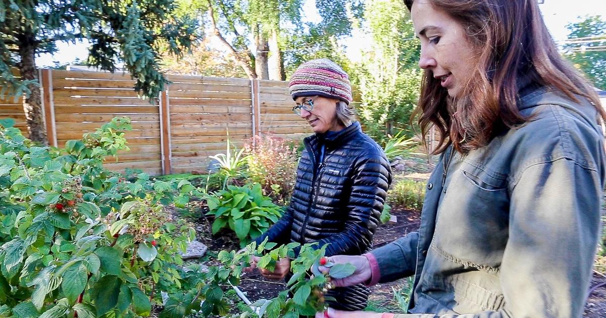 Modern Gardener Growing Raspberries in Utah Episode 56 PBS
