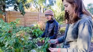Growing Raspberries in Utah
