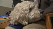 Therapy Dogs at Mayo Clinic