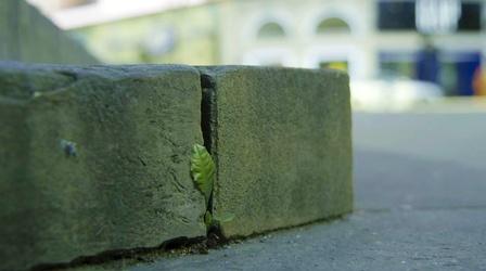 Video thumbnail: The Green Planet How "Weeds" Grow in the Sidewalk