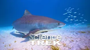 Biomimicry: Shark Skin and Wind Turbines