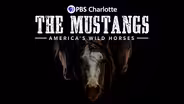 The Mustangs: America's Wild Horses