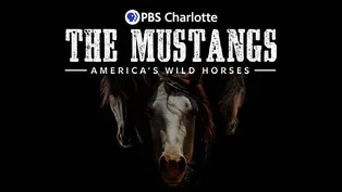The Mustangs: America's Wild Horses