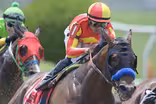 Racehorse deaths draw scrutiny of industry safety practices