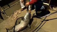 Pee Dee Catfish