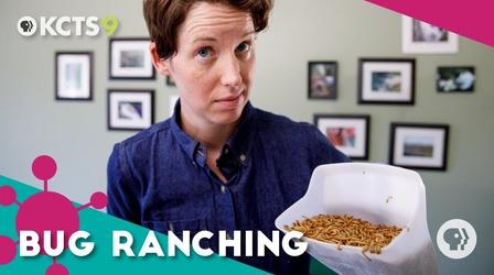 Video thumbnail: ReInventors How bug ranching can fix the food system