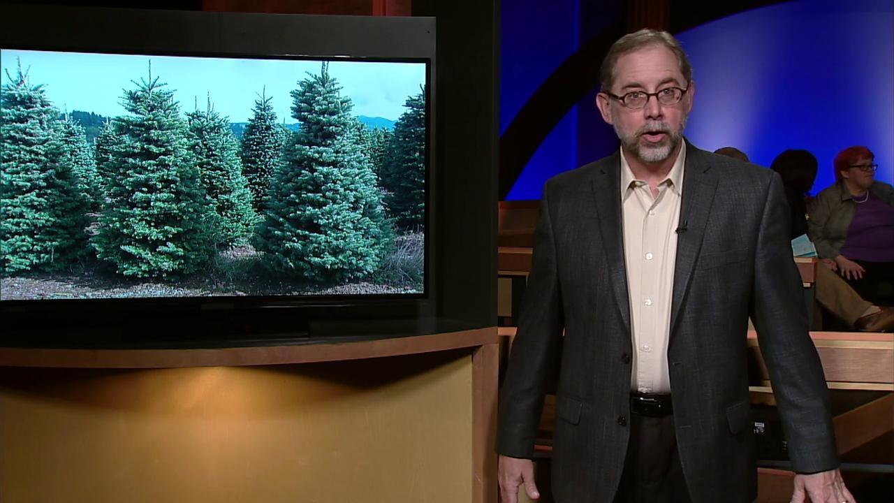 Mark DePaolis Essay | Christmas Tree Shortage