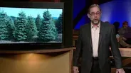 Mark DePaolis Essay | Christmas Tree Shortage