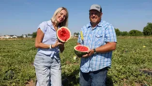 Is Your Melon Ripe Enough To Pick?