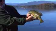 Lake James Smallmouth Bass
