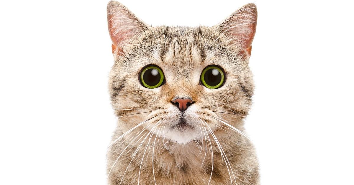 NOVA Can Cat Poop Make You Crazy? Season 45 Episode 102 PBS