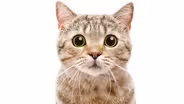 Can Cat Poop Make You Crazy?