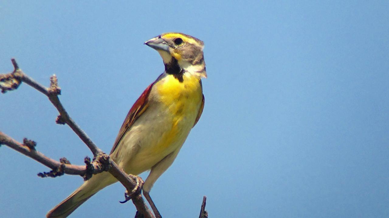 The Birdchick | Summer Edition