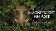 Magnificent Beast