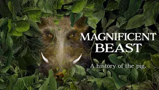 Magnificent Beast