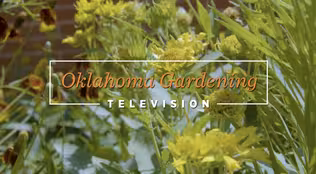 Growing Native Plants on the Best of Oklahoma Gardening March 15, 2025