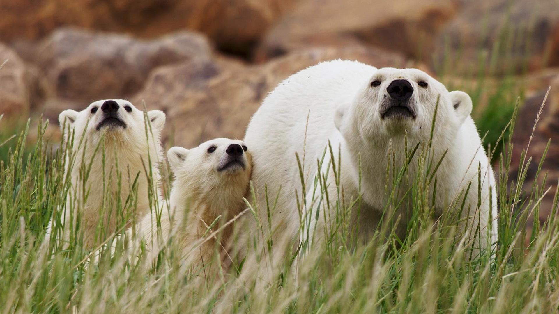 Canada: Surviving the Wild North