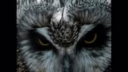 Hunters of the Sky