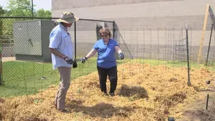 Mulching Vegetables with Straw & Daylilies