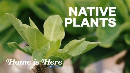 Video thumbnail: Home is Here Native Plants