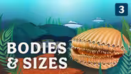 Diversity of Bodies & Sizes (but mostly crabs)