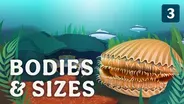 Diversity of Bodies & Sizes (but mostly crabs)