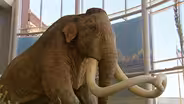 D4K: Mammoths