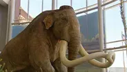 D4K: Mammoths