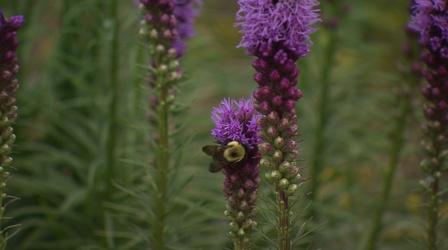 Video thumbnail: Volunteer Gardener Volunteer Gardener 3008