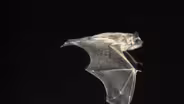 Bats can advancing human technology