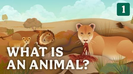 Video thumbnail: Crash Course Zoology What is an Animal?