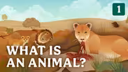 What is an Animal?