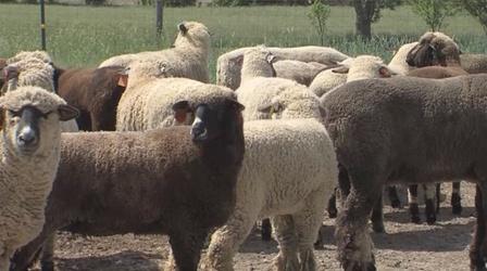 Video thumbnail: The Paw Report Paw Report Classic Episode - Sheep Farmer Jody Kabat